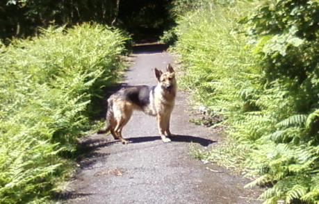 Woodland Walks